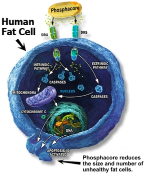 Phosphacore Review